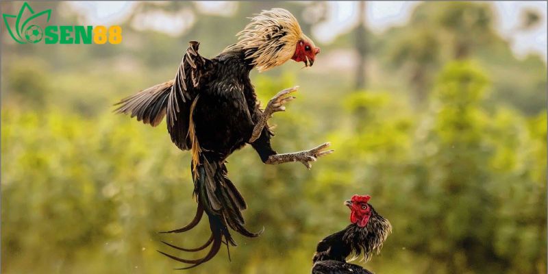Ưu Điểm Khi Chơi Đá Gà Sen88