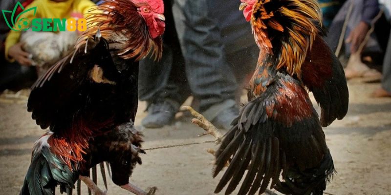 Giới Thiệu Chung Về Đá Gà Sen88